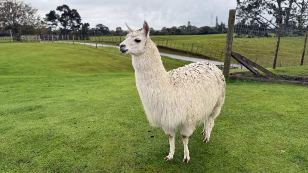 New Zealand Trip Summary (4/7/26-4/20/26)