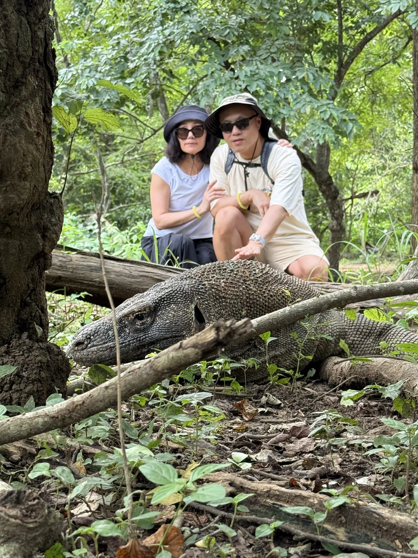 Komodo Dragon