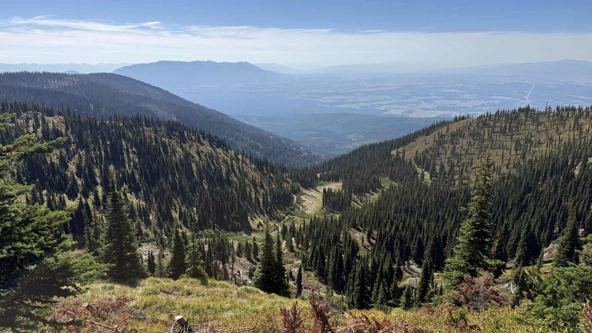 Whitefish